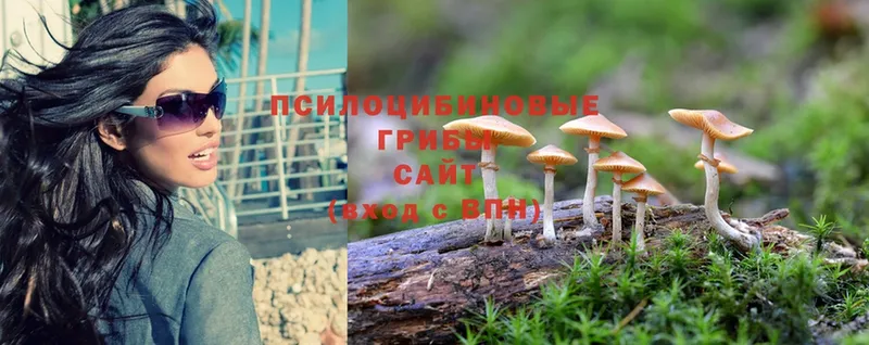 Псилоцибиновые грибы Cubensis  Боготол 